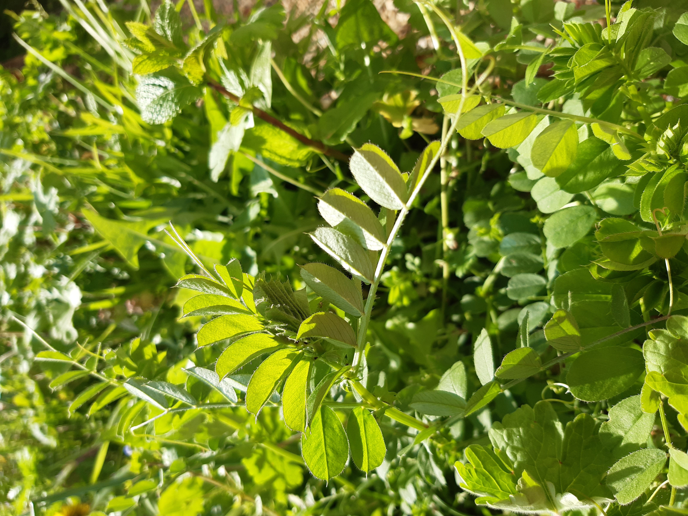 Les lentilles le 01 05 2026 Les plantes vagabondes, émission radio G Le Planty Ecuillé Les lentilles le 01 05 2026