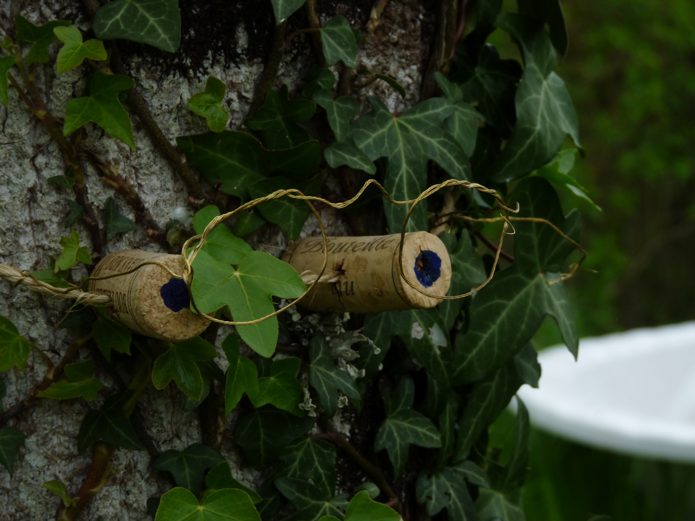 Les arbres le 28 06 2024 Les plantes vagabondes, émission radio G Le Planty Ecuillé Les arbres le 28 06 2024