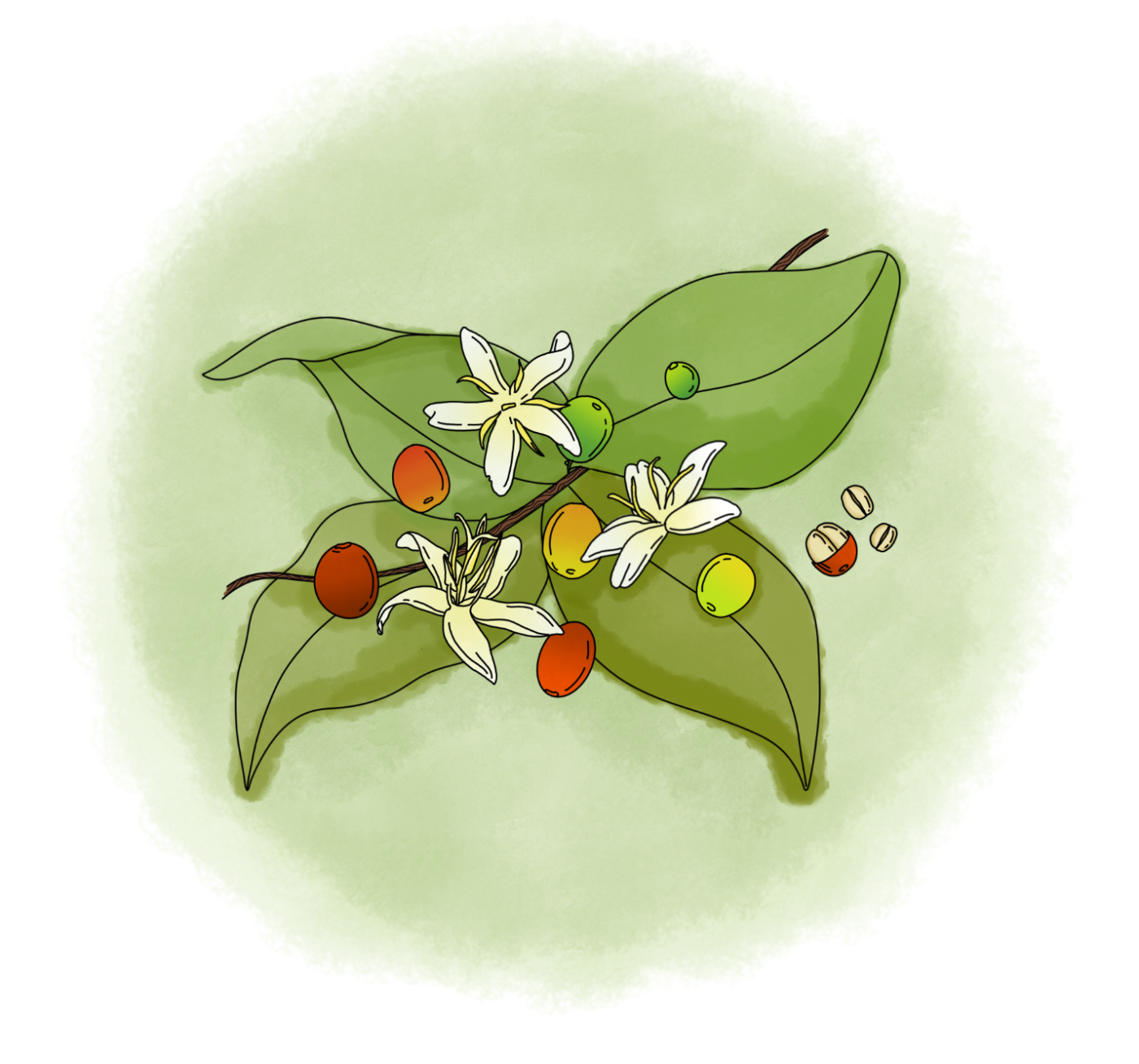 Café Tchololo Conditions de culture des caféiers