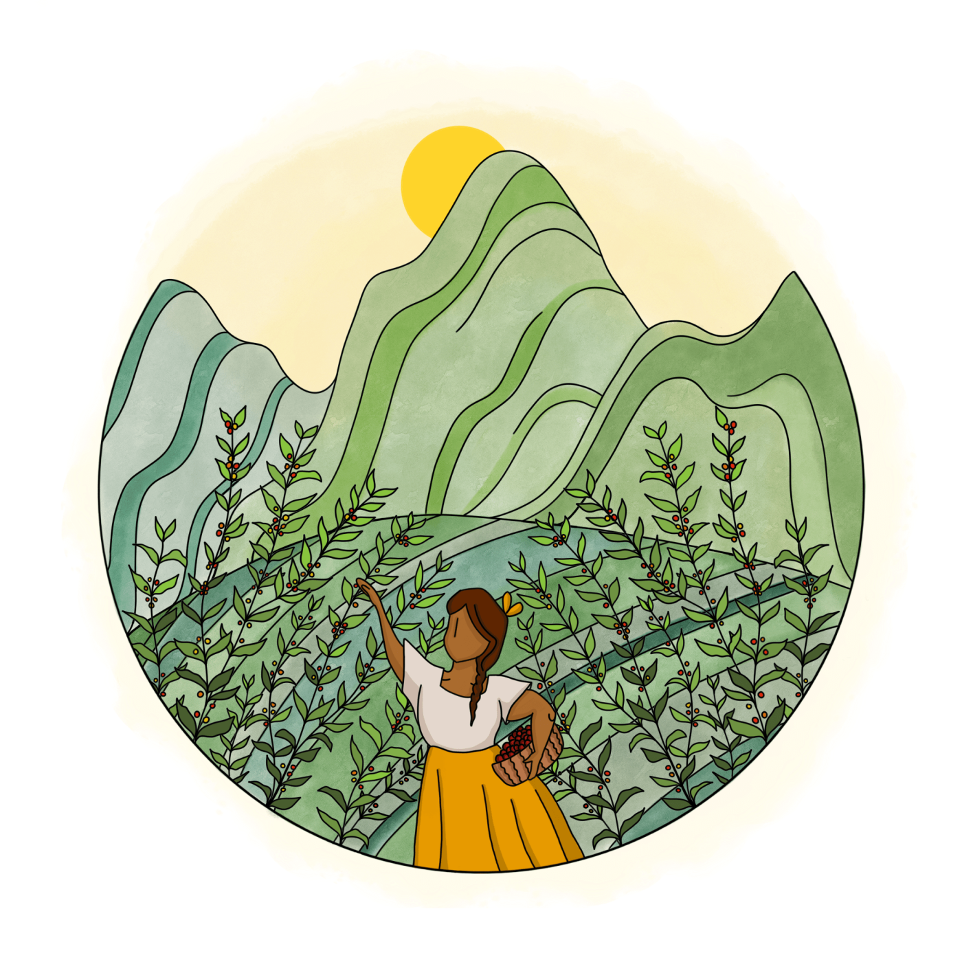 Café Tchololo La récolte