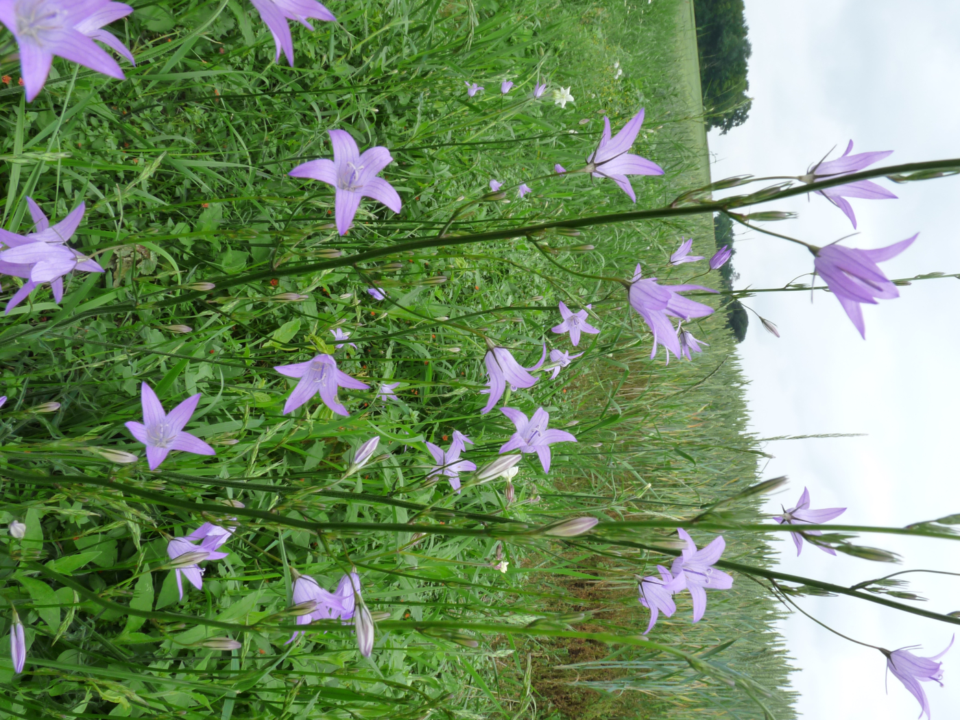 La campanule le 18 04 2025 et le 02 05 2025 Les plantes vagabondes, émission radio G Le Planty Ecuillé La campanule le 18 04 2025 et le 02 05 2025