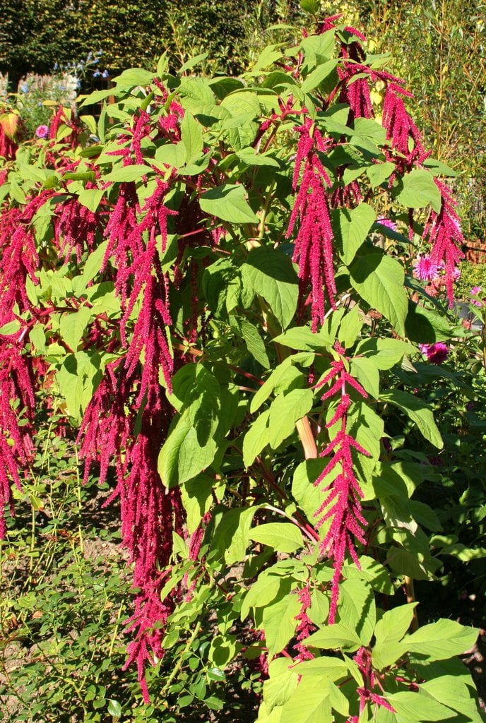 L'amarante le 16 05 2025 Les plantes vagabondes, émission radio G Le Planty Ecuillé L'amarante le 16 05 2025