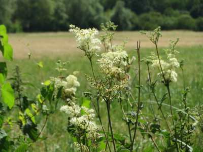 Les plantes vagabondes, émission radio G Le Planty Ecuillé La reine des prés 13 06 2025