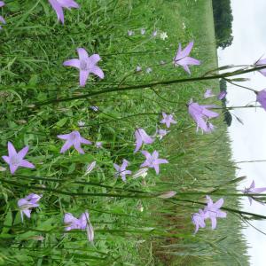 Les plantes vagabondes, émission radio G Le Planty Ecuillé La campanule le 18 04 2025 et le 02 05 2025