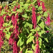 Les plantes vagabondes, émission radio G Le Planty Ecuillé L'amarante le 16 05 2025