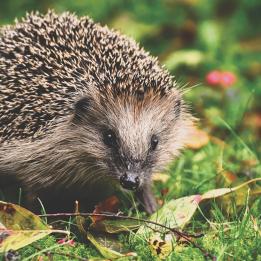 Choupi Matou Dit Choupi Matou Dit #11